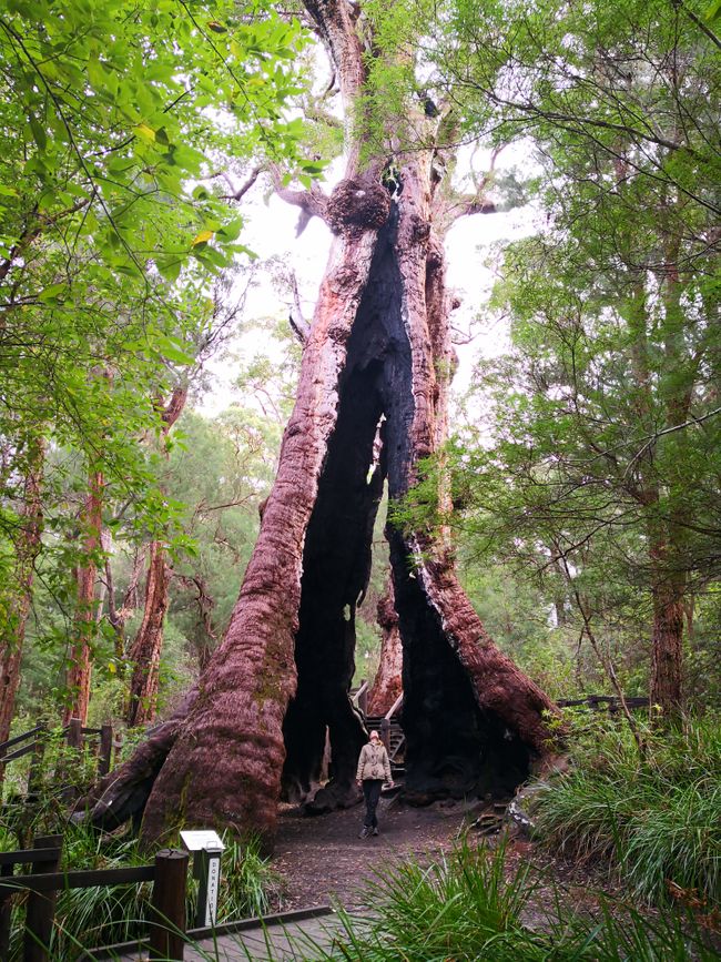 a so-called 'tingle tree', a remnant from the time of the megafauna, when the area was much wetter