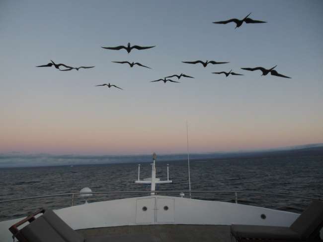 Frigate birds directly above the boat