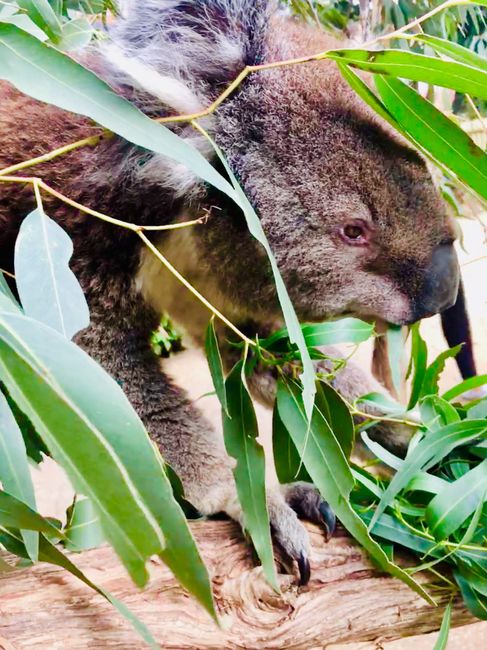 Once cuddling with koalas - visit to Jirrahlinga Koala & Wildlife Sanctuary