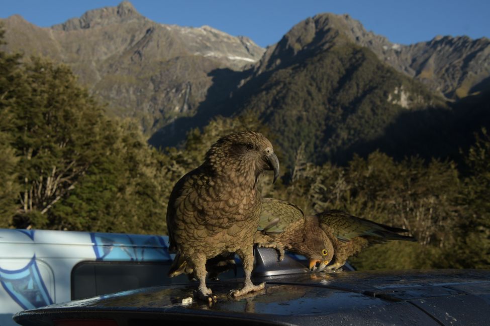 Queenstown - Kea at the start of the Routeburn Track