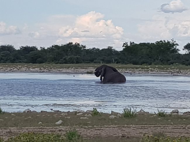 Elefant nimmt Bad