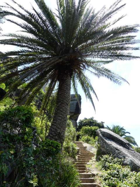 Riesige Palme auf dem Weg nach oben