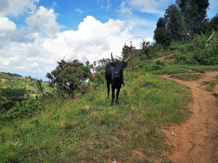 Tag 14 & Tag 15, 03. und 04. Mai 2021: Bürotag & Boda Boda-Tour in die Rwenzori Mountains nach Mbunga