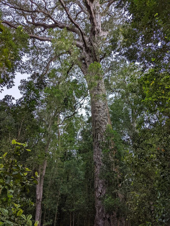 Big Tree