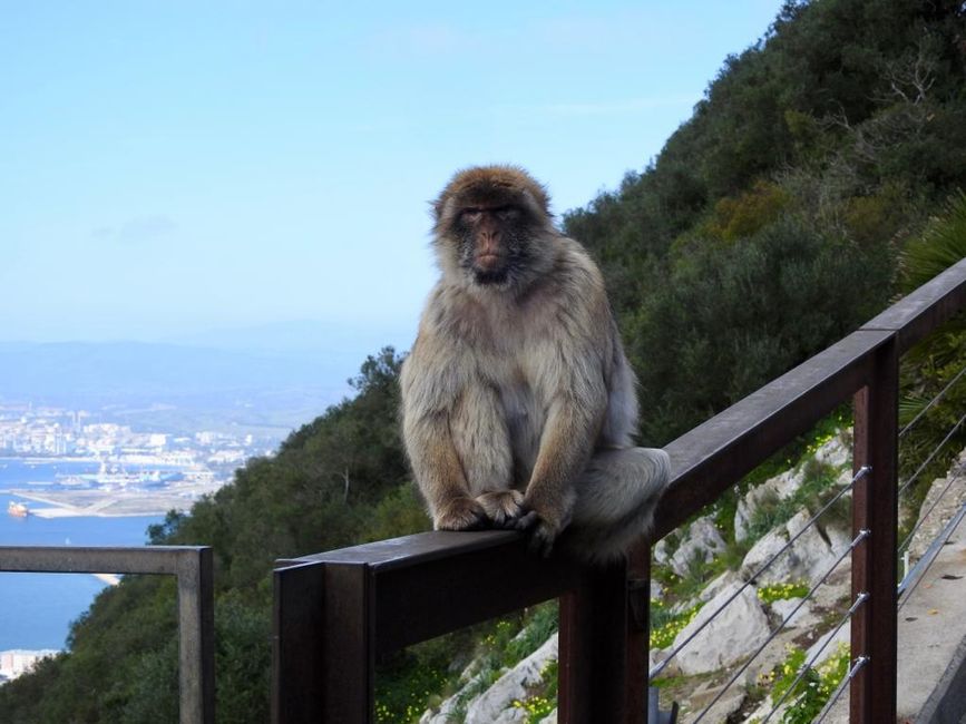 Meeting with monkey family