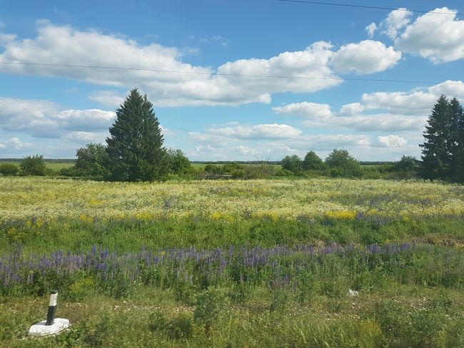 Flowers, flowers