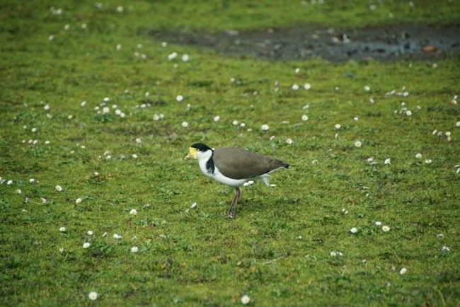 Spur-winged plover ...