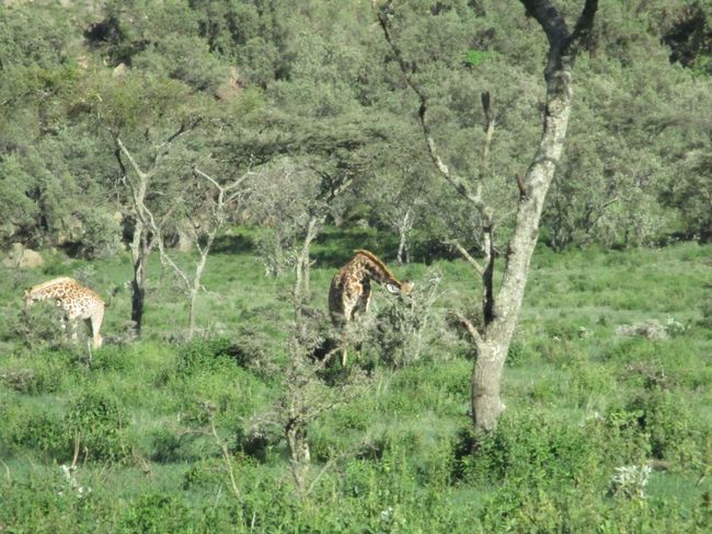 Auf dem Drahtesel auf Zebra und Giraffen Jagd