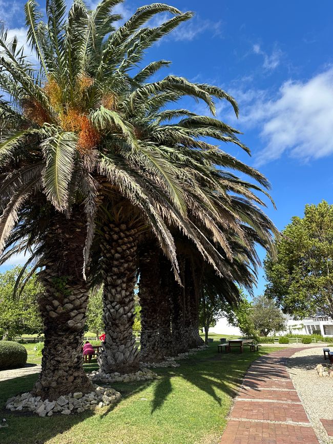 Hermanus ♥️