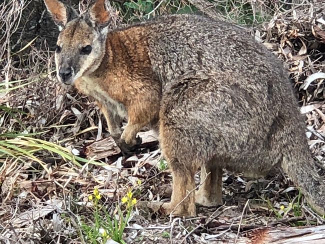 Isn't the wallaby cute?