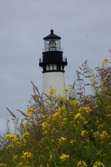 Seals, Dunes & Lighthouses: The Pacific Coast Southward
