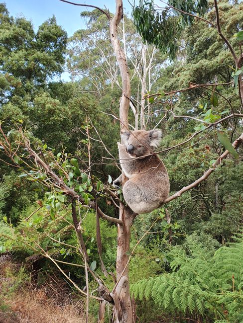 Koalas über Koalas