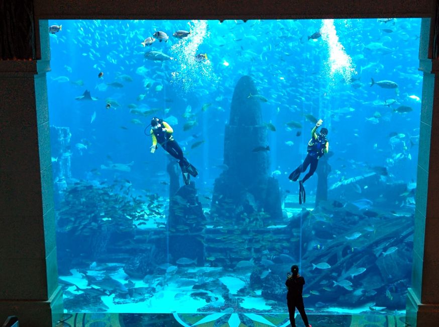 Atlantis the Palm Aquarium