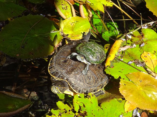 Schildkrötengenerationen in ihrer private area in der Grand Cenote