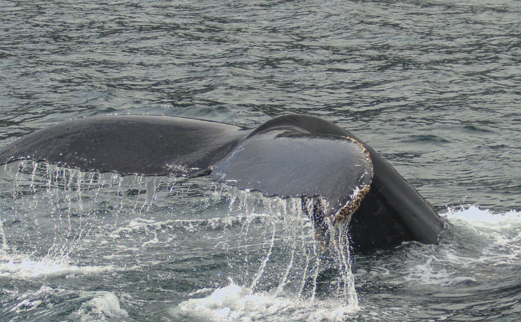Humpback Whale 1