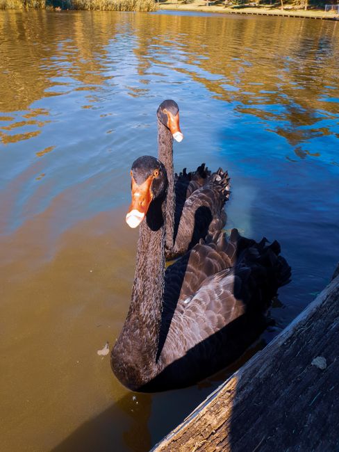 Black swans at the river