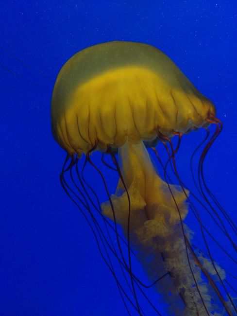 Shanghai Ocean Aquarium