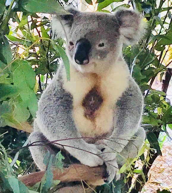 Koala... that one was such a poser