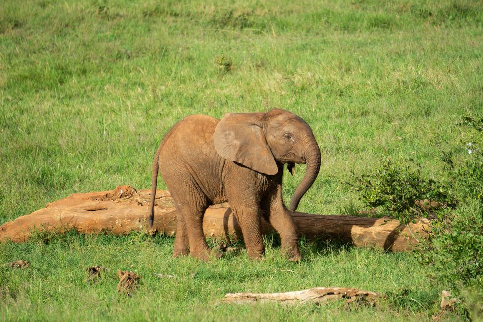 Addo-Elephant-Nationalpark & Port Elizabeth 