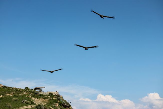 three condors flying very close overhead