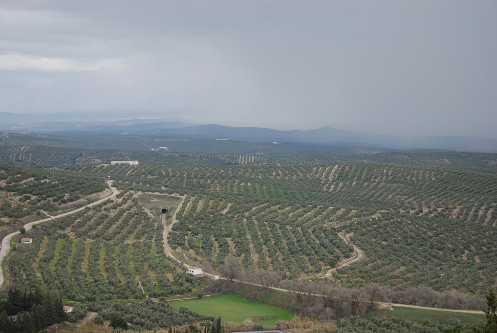 Olivenplantagen...