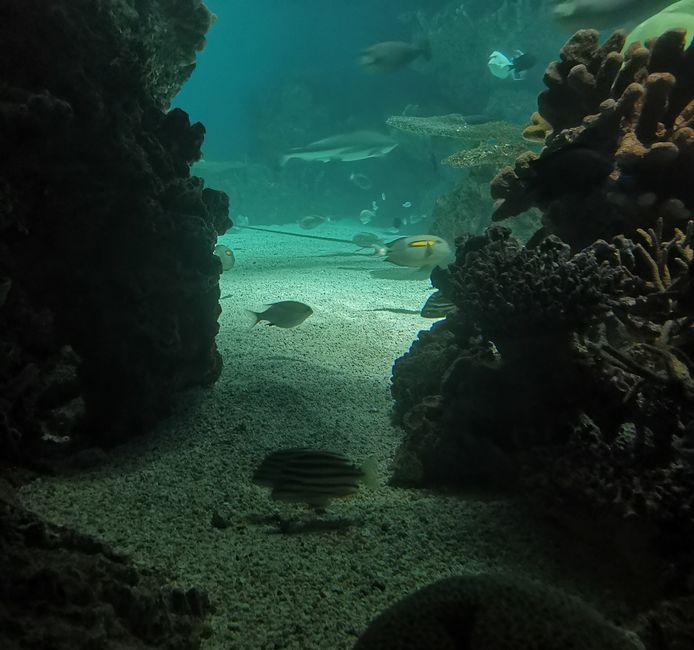 Baltimore-aquarium