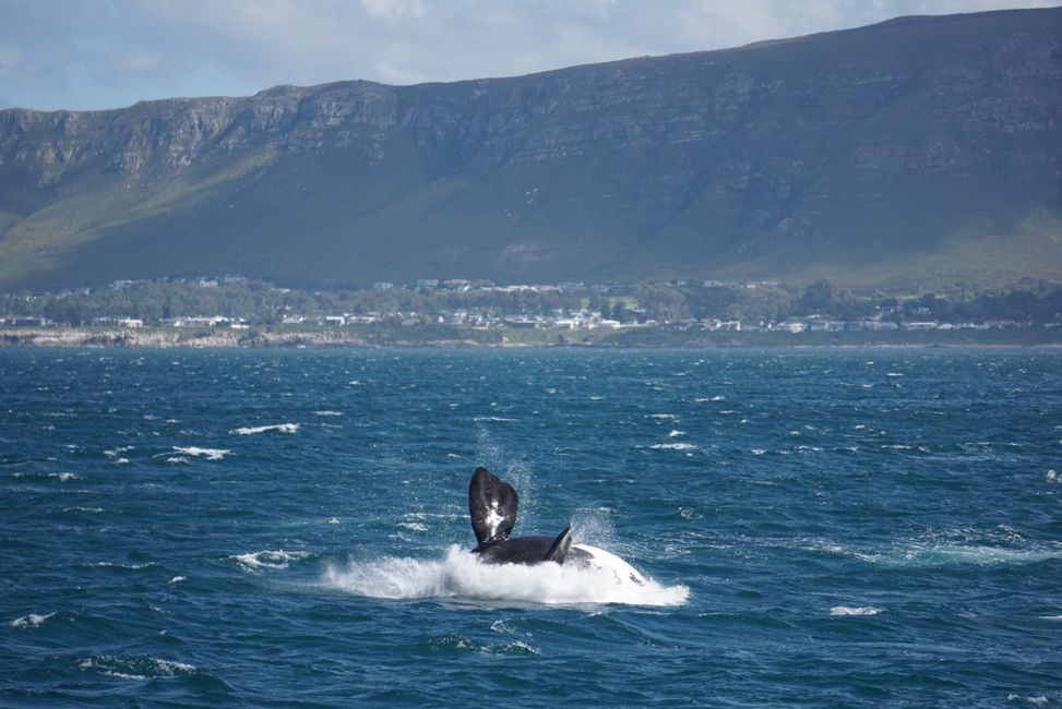 Hermanus ♥️