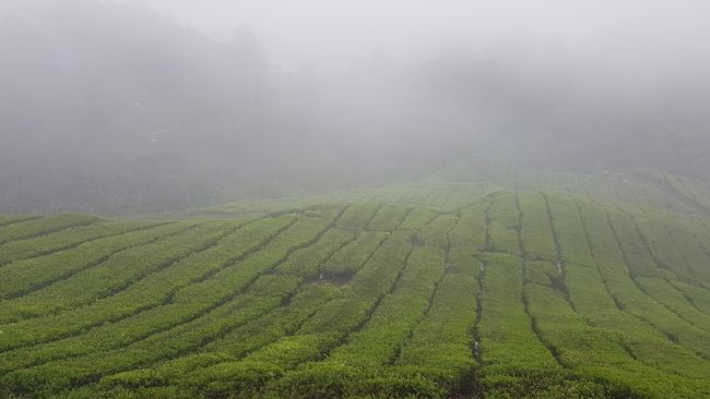 Next stop: The tea plantations of BOH. 