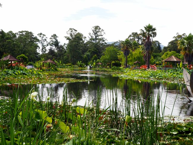 10.1.19 Healesville Sanctuary & Blue Lotus Water Garden