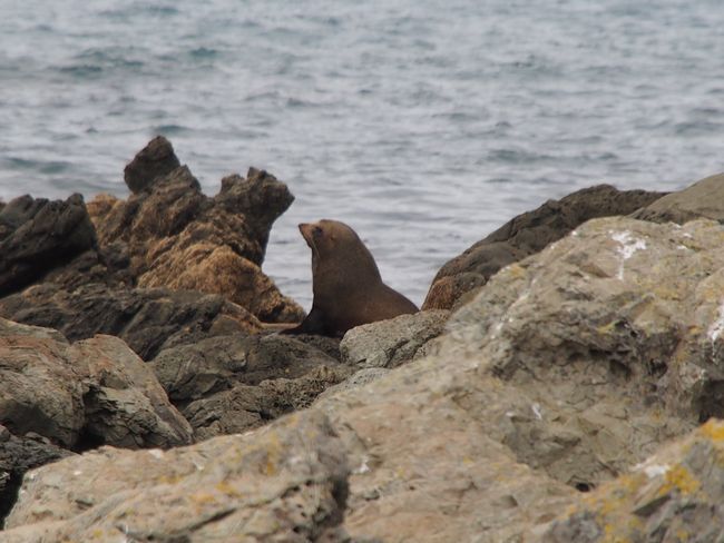 Day 23 - Seals, Kaikoura, and other things on the East Coast
