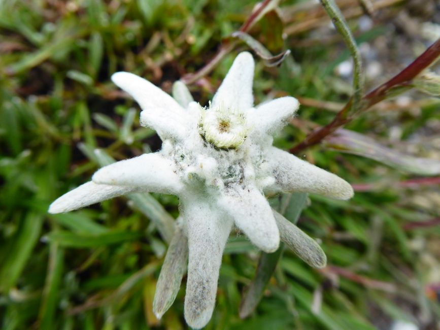 Senderismo en el valle de Gschnitztal, flores silvestres en el valle de Schmirntal