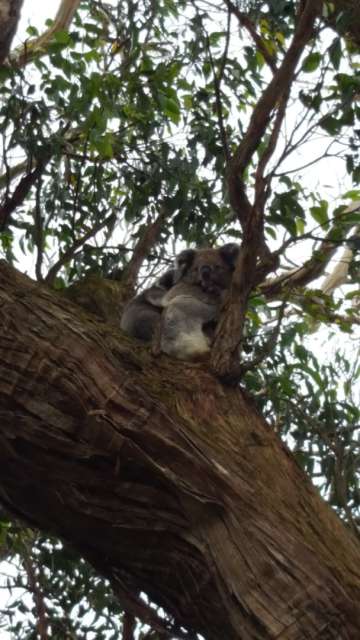 a koala mum and baby <3