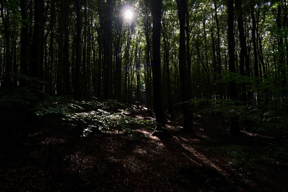 Sonne blinzelt durch die Bäume