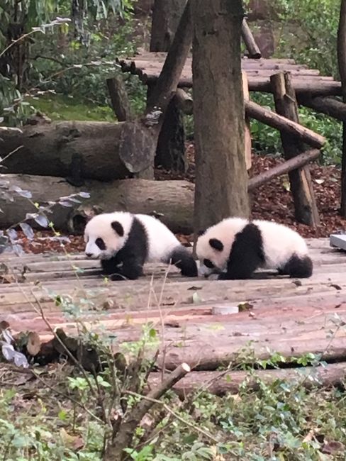 Baby-Pandas 😍