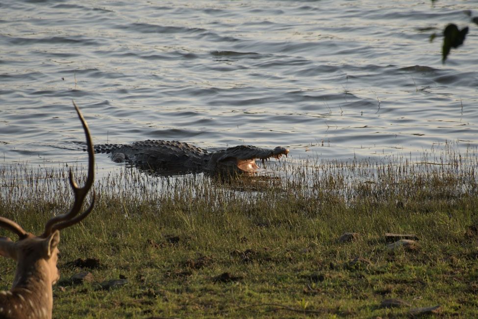 India - Maharashtra - Tadoba NP - Crocodile
