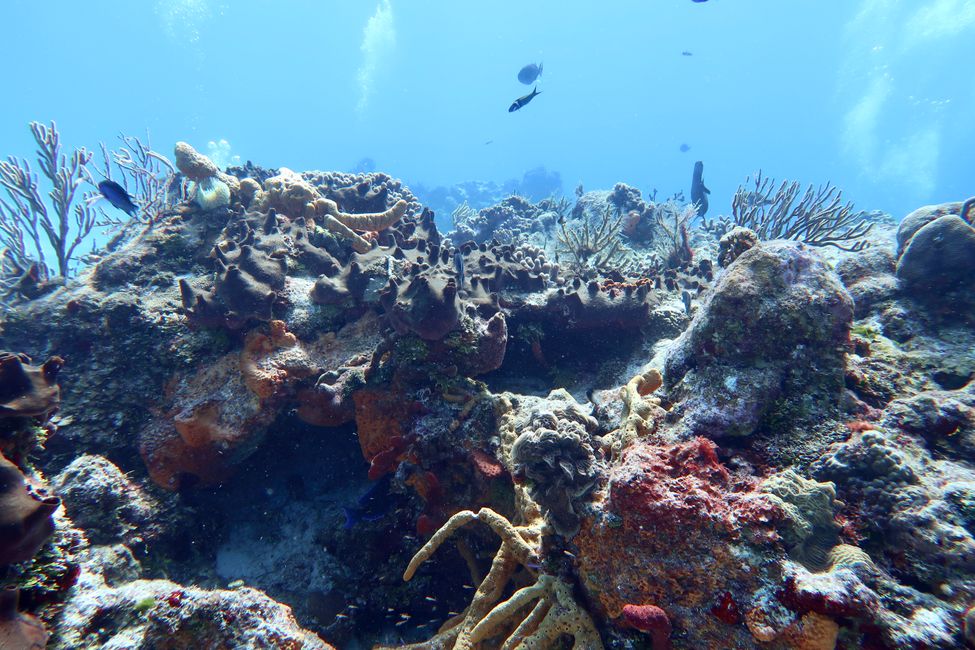 Yucab Reef