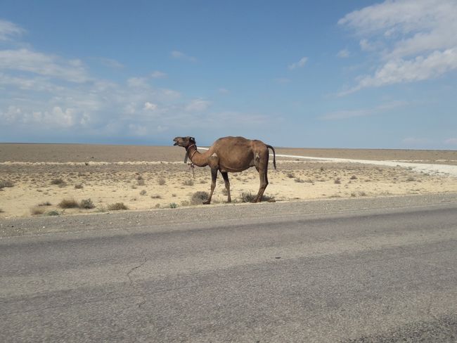ein Kamel