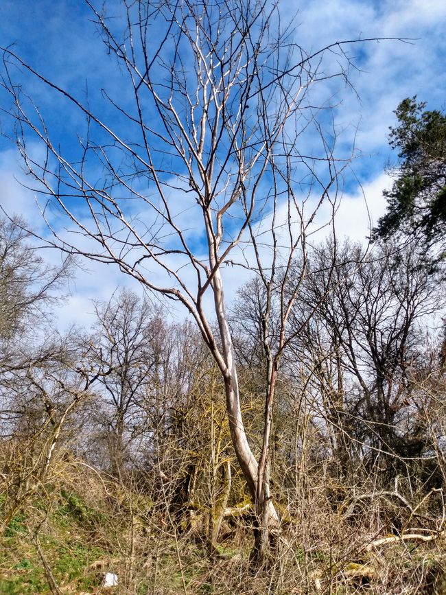 Bare birch without shame