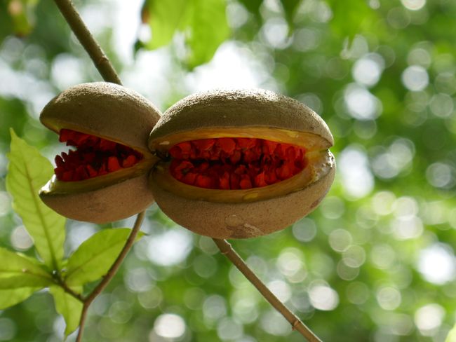 Tikal - Jungle fruits