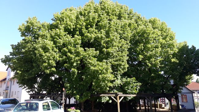 The oldest linden tree in Germany