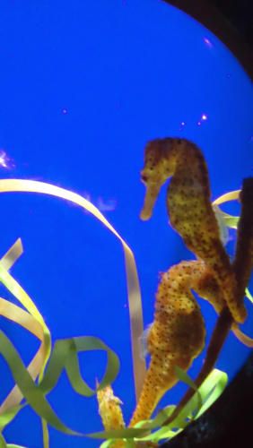 Ripleys Aquarium Day 4