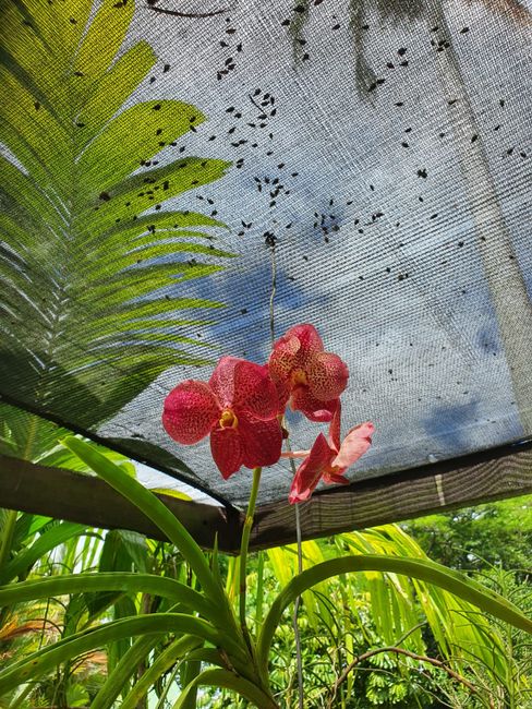 Visit the orchid garden