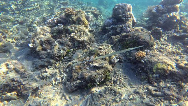 Amhed Tag 2 - Snorkeling