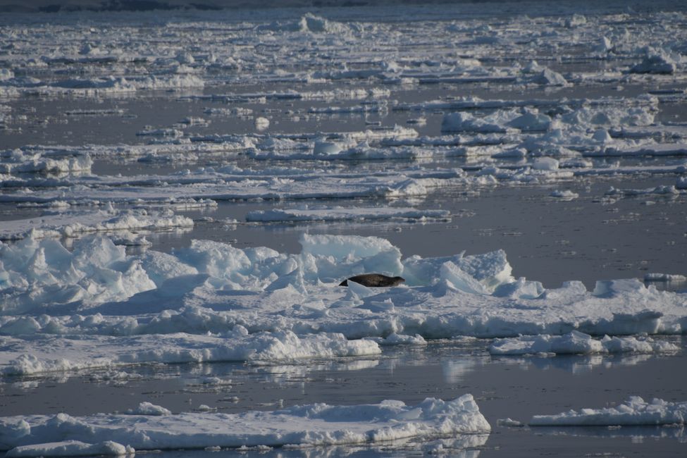 Weddell seal in the pack ice field