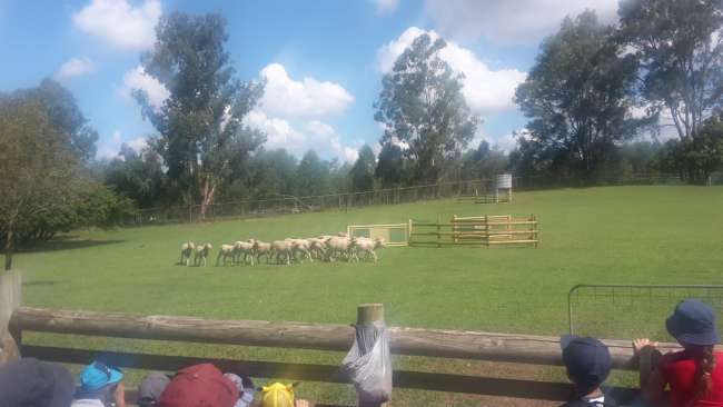 Sheep dog show