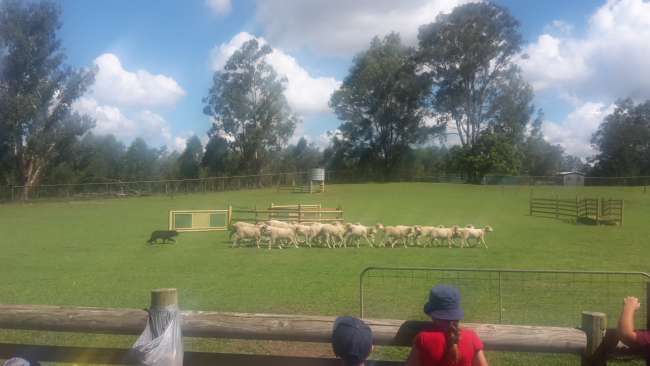 Sheep dog show