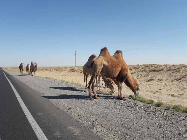 Kamel am Straßenrand