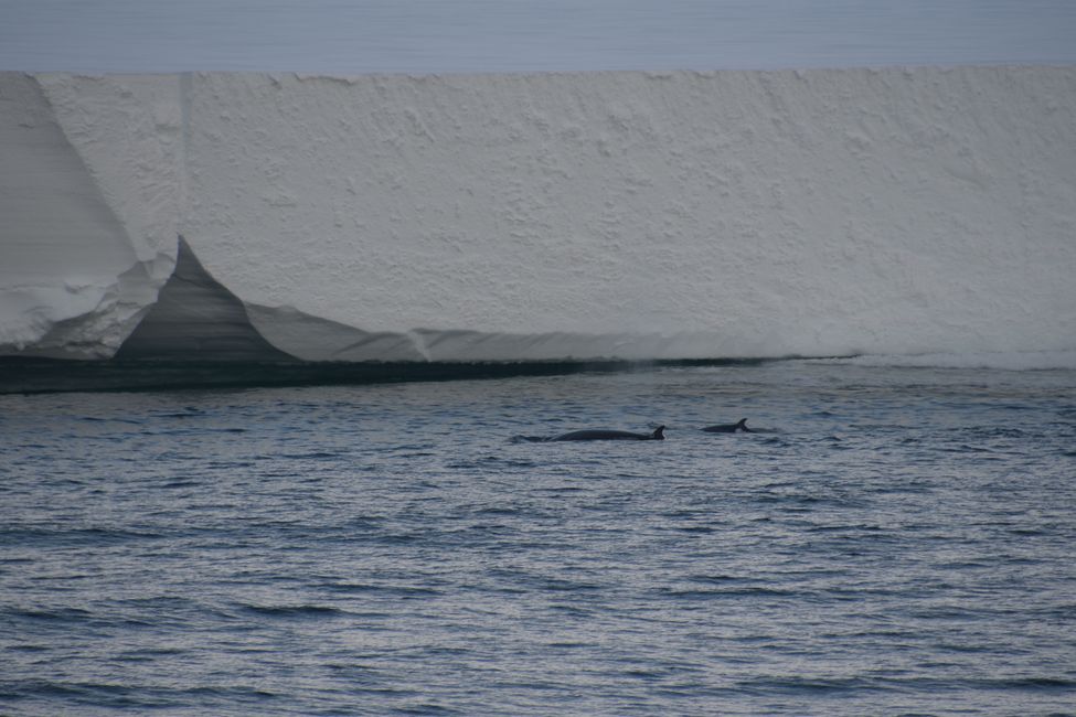 Minke whales in front of the Ross Ice Shelf