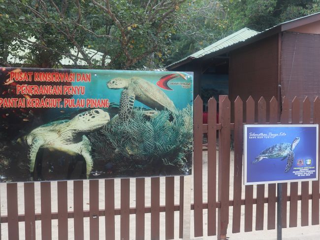 Schildkröten im Penang National Park <33  (Tag 129 der Weltreise