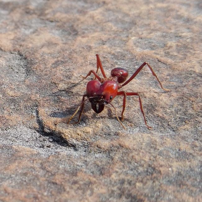 Ein paar interessante Ameisen sind mir auch über den Weg gelaufen. 